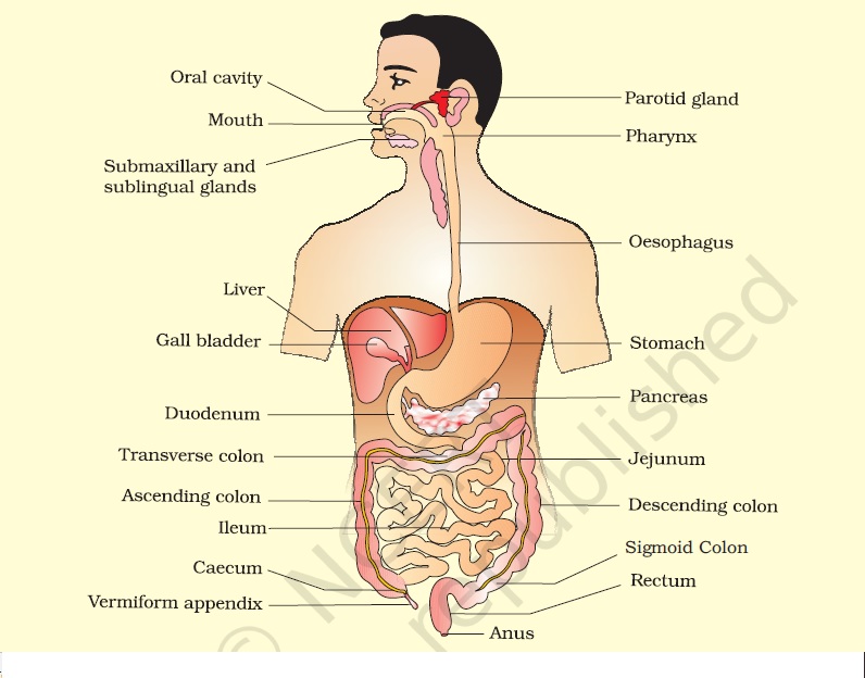 human digestive system